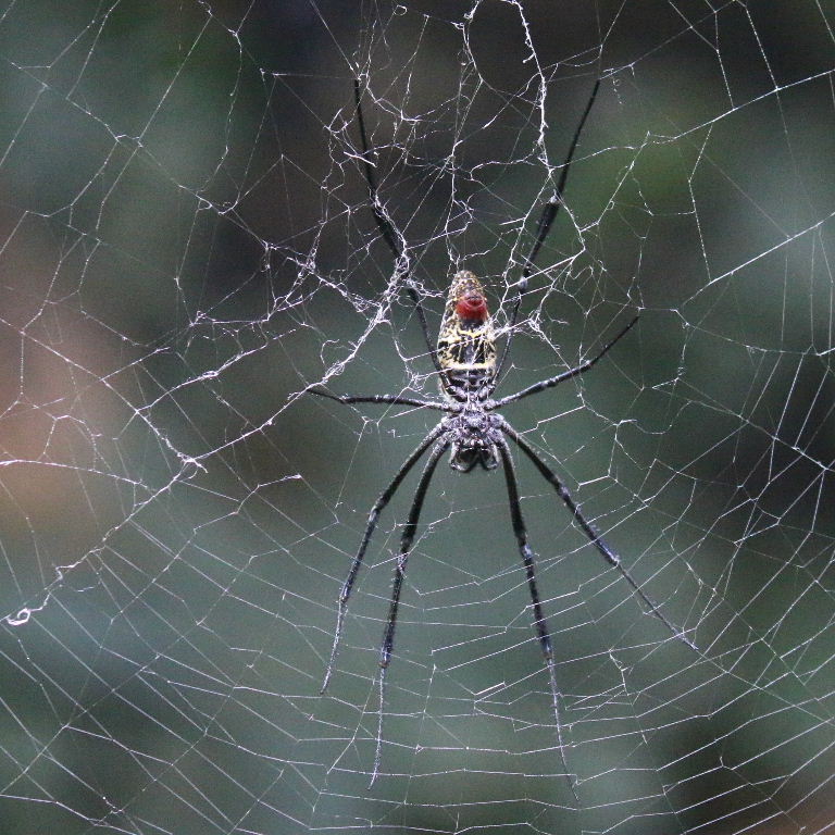 Madagascan Golden Orb Spider