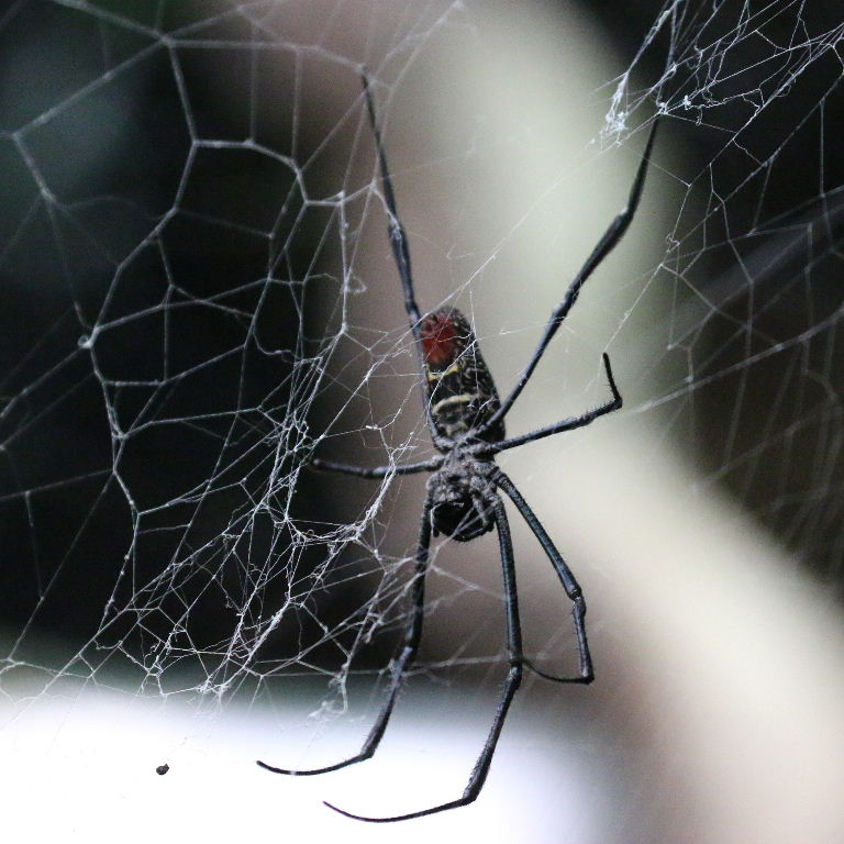 Madagascan Golden Orb Spider