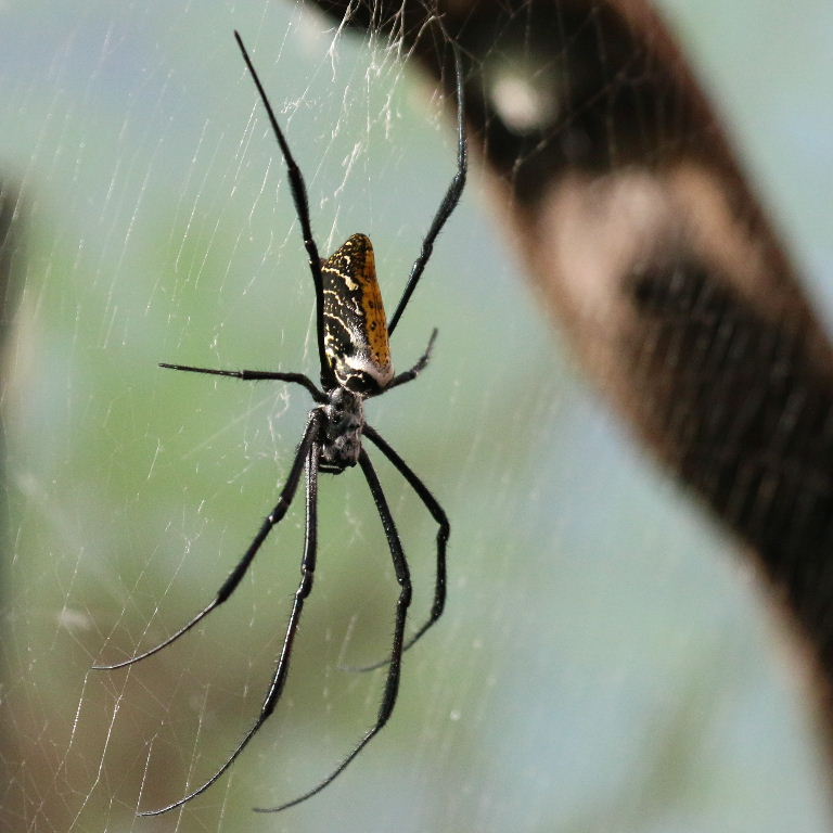 Madagascan Golden Orb Spider