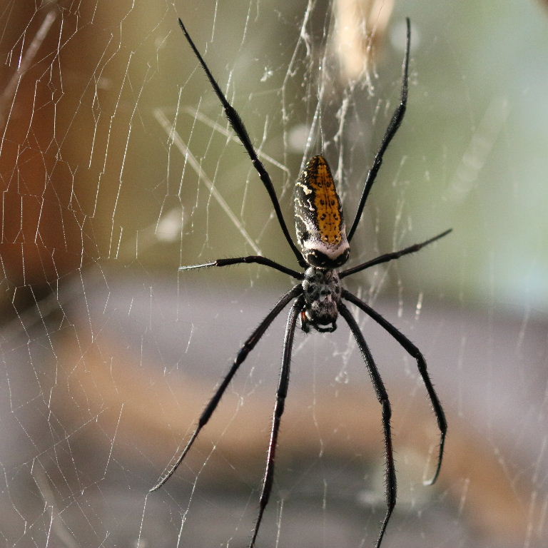 Madagascan Golden Orb Spider