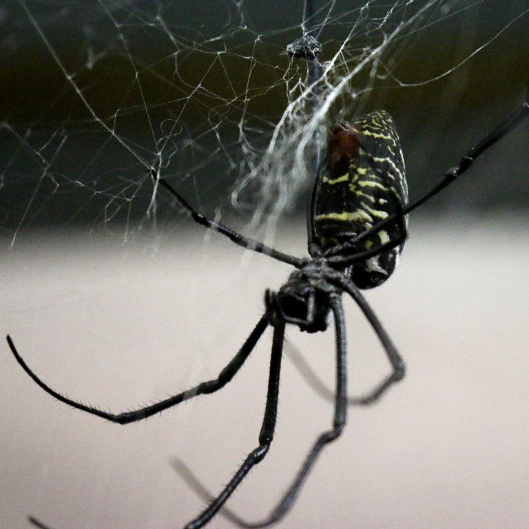 Madagascan Golden Orb Spider