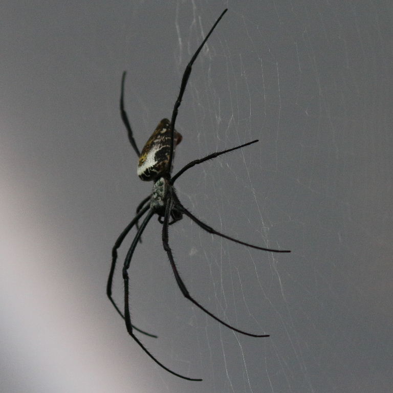 Madagascan Golden Orb Spider