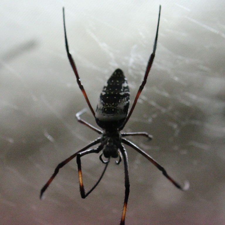 Madagascan Golden Orb Spider