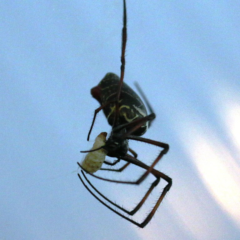 Madagascan Golden Orb Spider