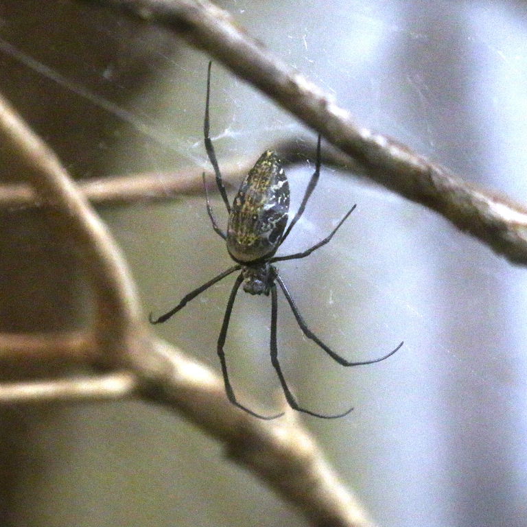 Madagascan Golden Orb Spider
