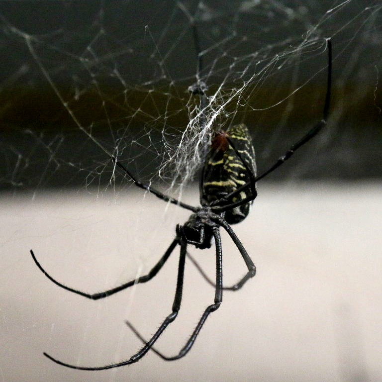 Madagascan Golden Orb Spider
