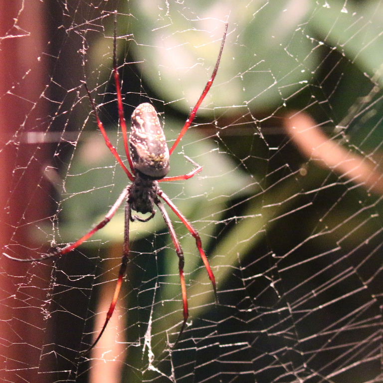 Madagascan Golden Orb Spider
