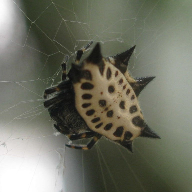 Spiny-backed Orb Weaver