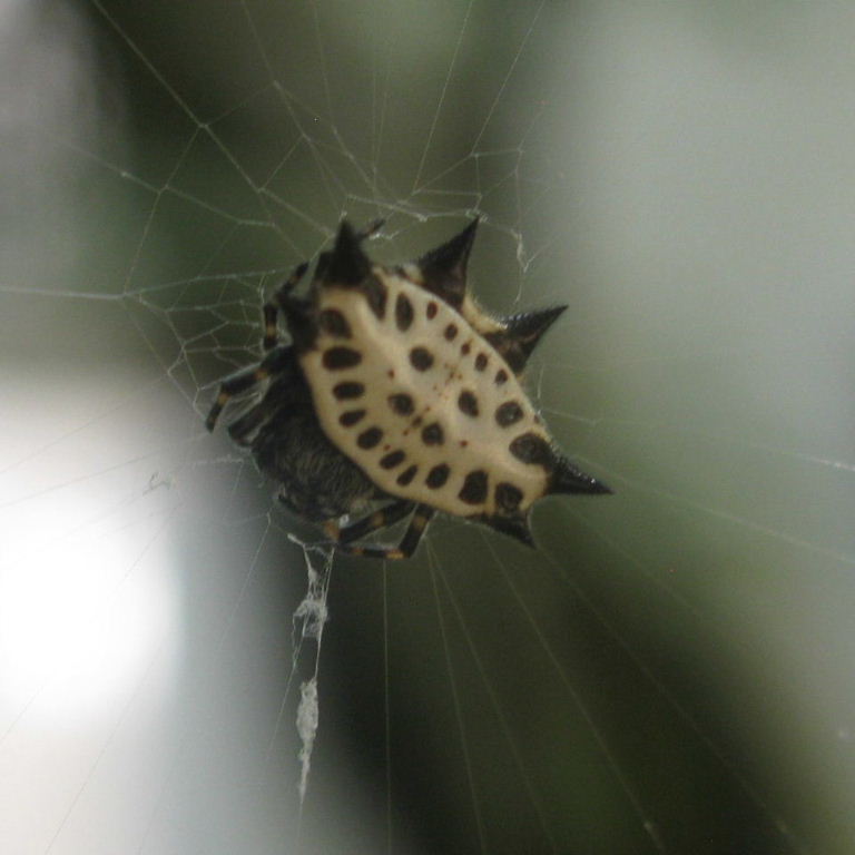 Spiny-backed Orb Weaver