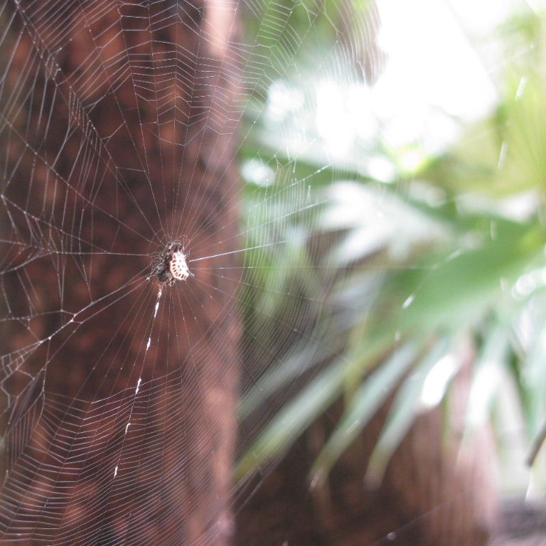 Spiny-backed Orb Weaver