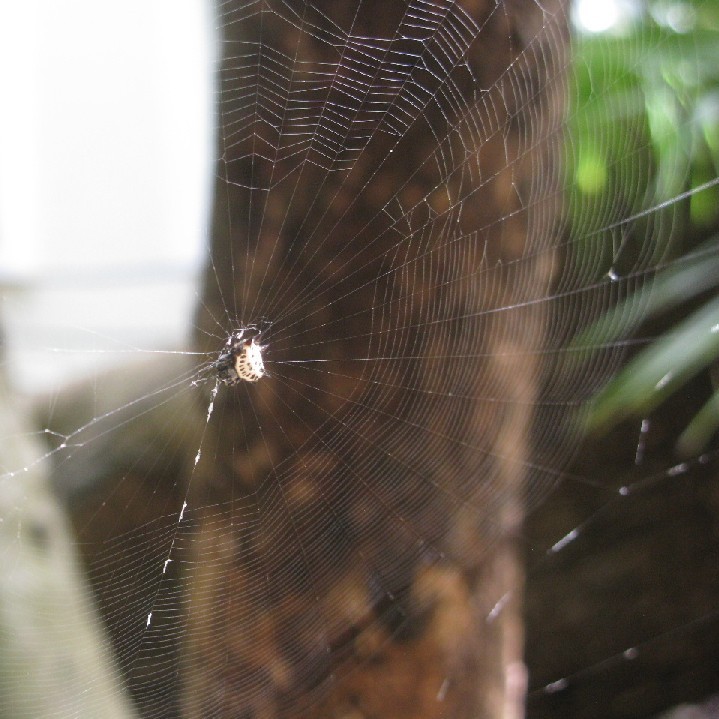 Spiny-backed Orb Weaver