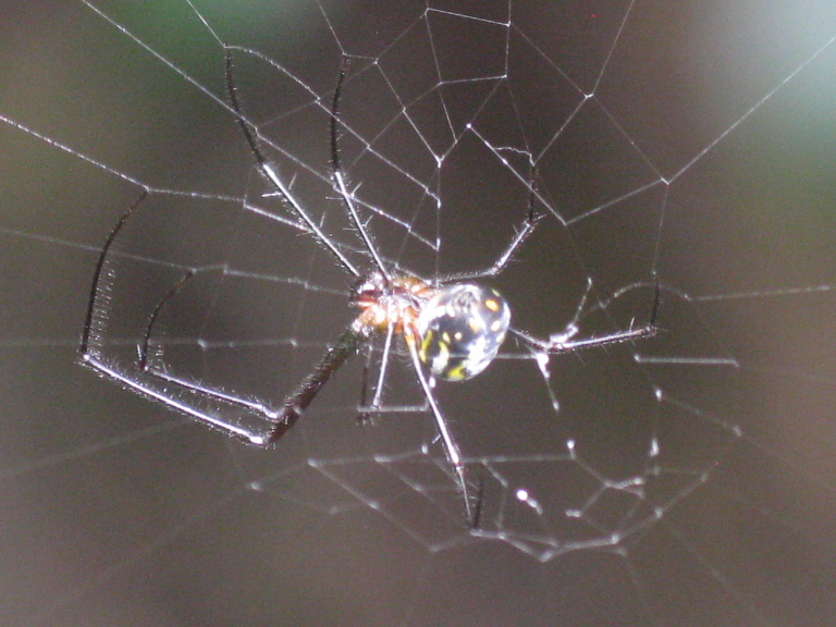 Venusta Orchard Orb Weaver