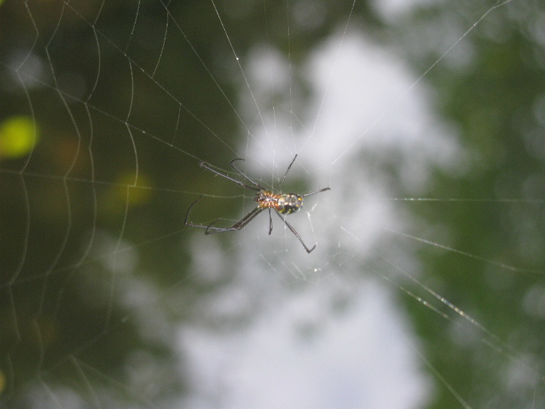 Venusta Orchard Orb Weaver