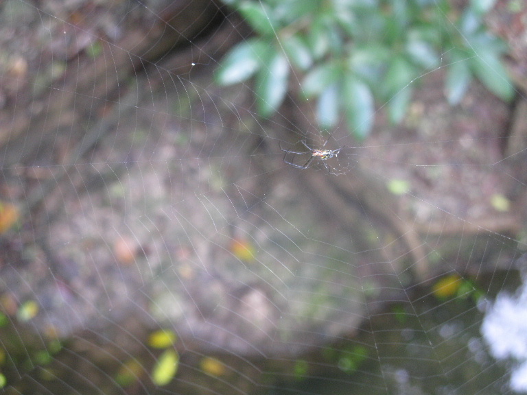 Venusta Orchard Orb Weaver