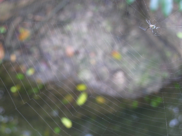Venusta Orchard Orb Weaver