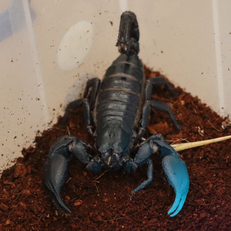 Asian Forest Scorpion