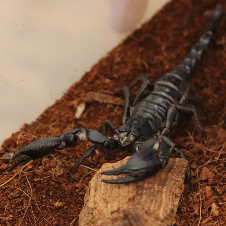 Asian Forest Scorpion