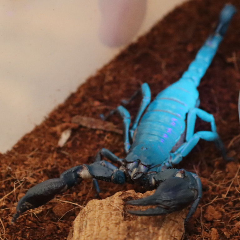 Asian Forest Scorpion