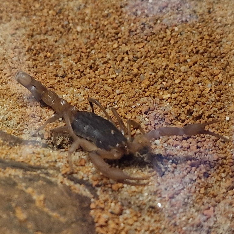 Chinese Golden Scorpion