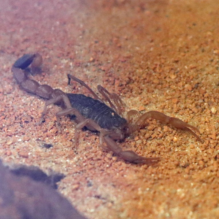 Chinese Golden Scorpion