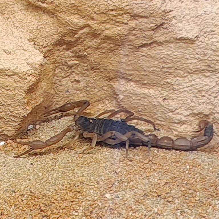 Chinese Golden Scorpion