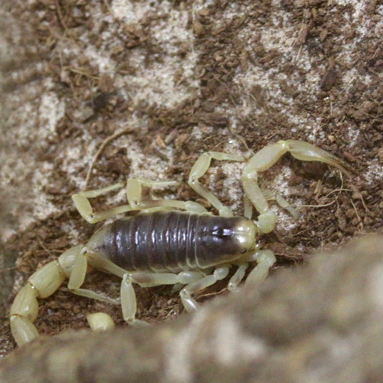 Giant Desert Hairy Scorpion