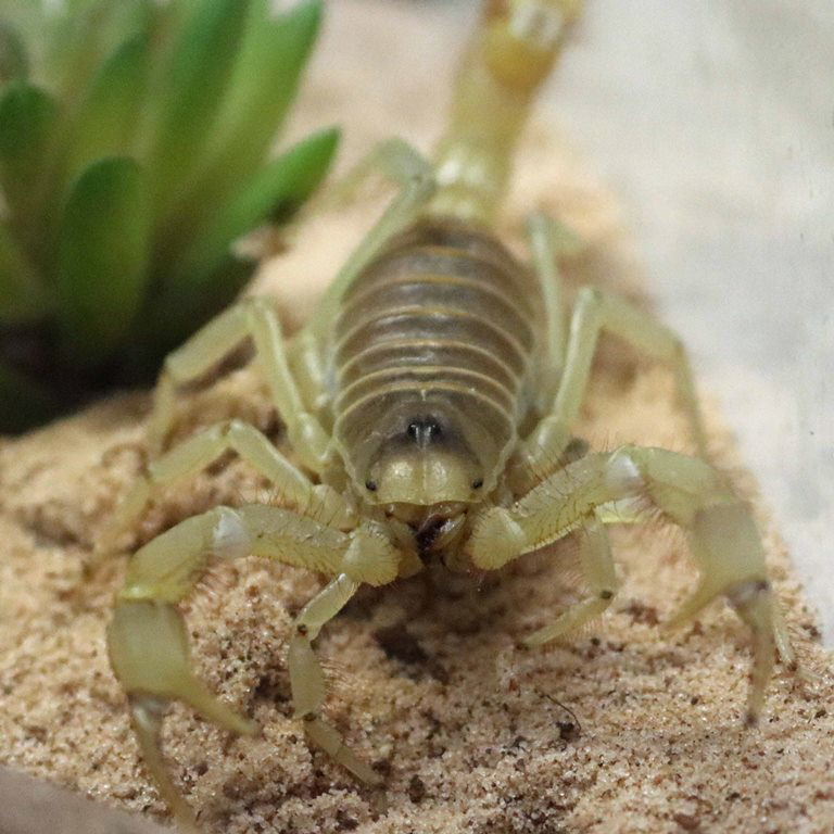 Giant Desert Hairy Scorpion