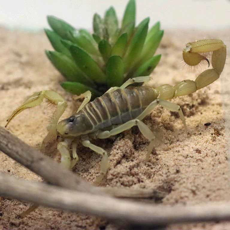 Giant Desert Hairy Scorpion
