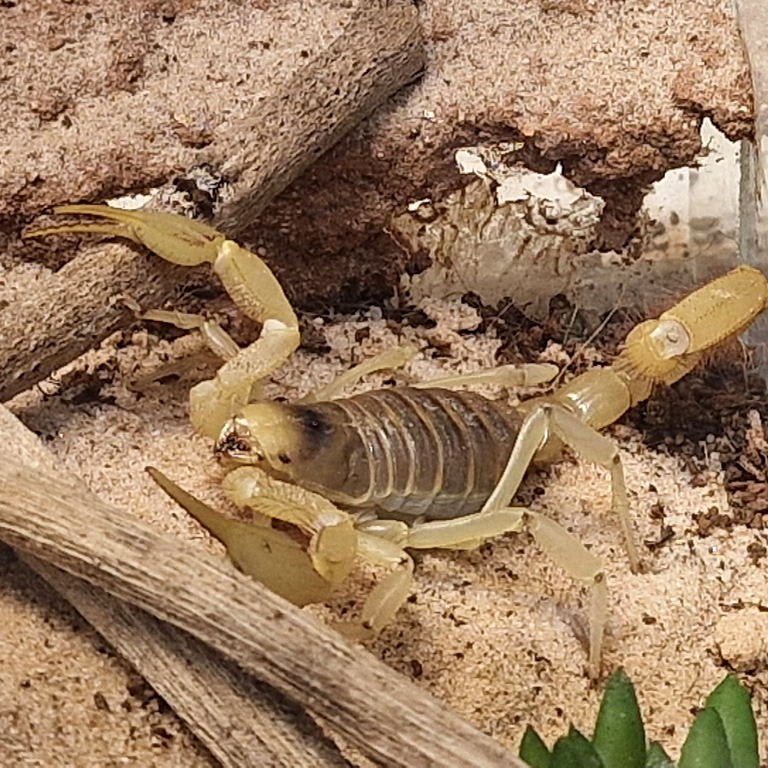 Giant Desert Hairy Scorpion