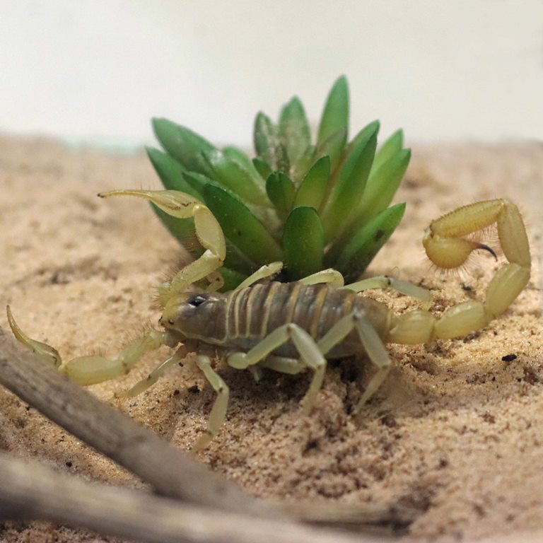 Giant Desert Hairy Scorpion