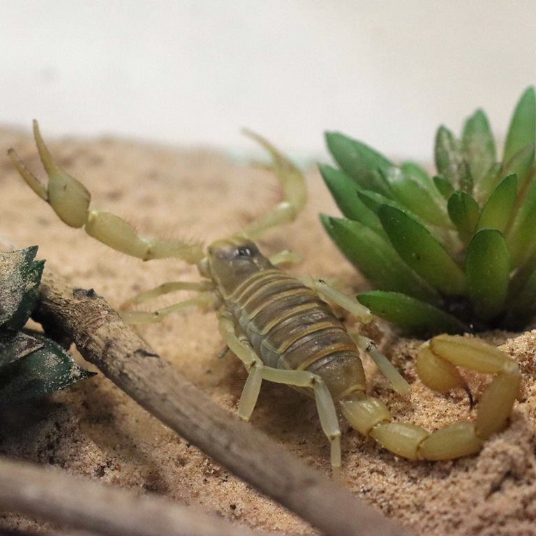 Giant Desert Hairy Scorpion