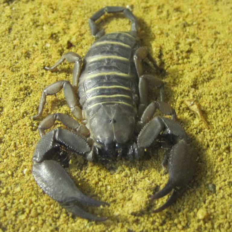 Giant Banded Flat Rock Scorpion