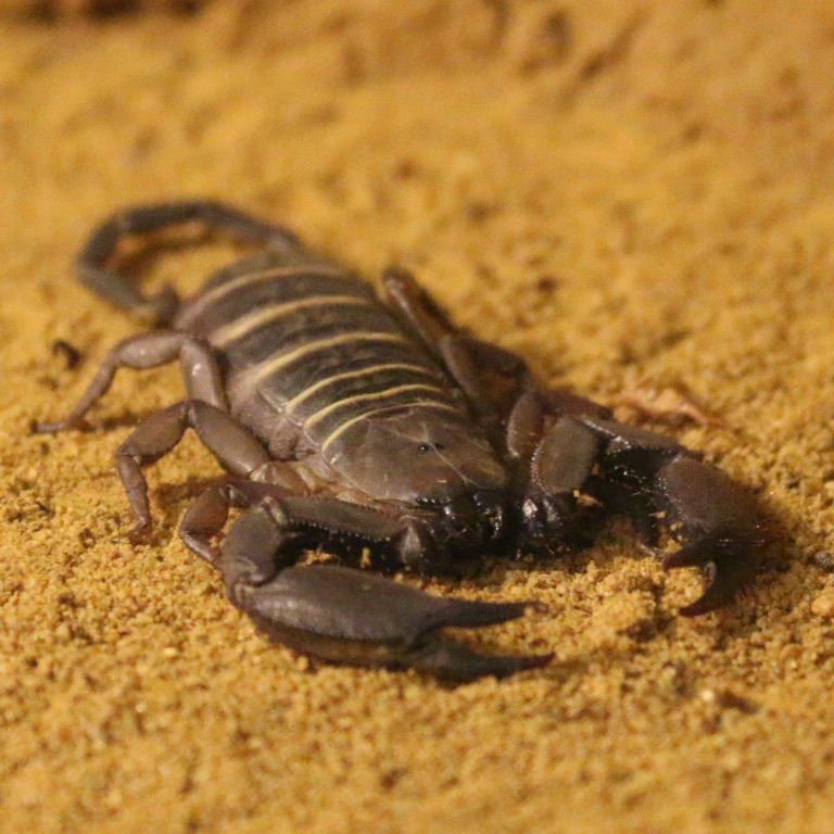 Giant Banded Flat Rock Scorpion