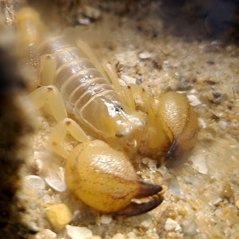 Israeli Gold Scorpion