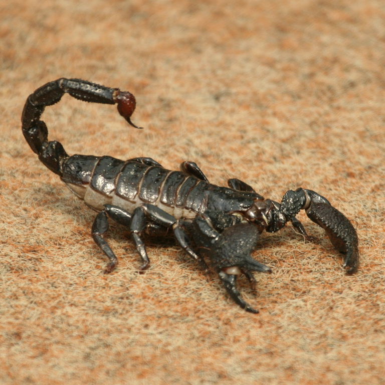 Imperial Scorpion