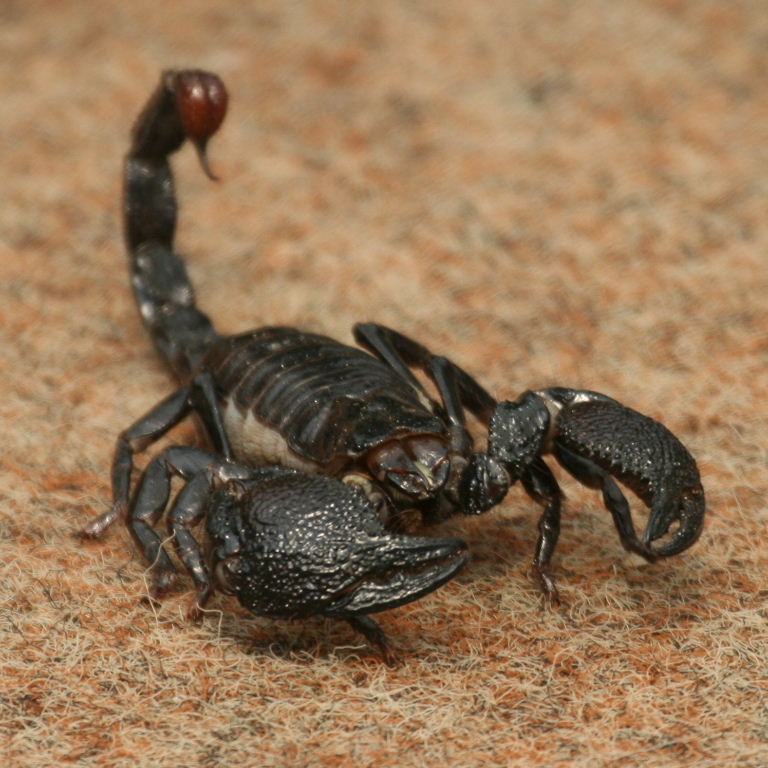 Imperial Scorpion