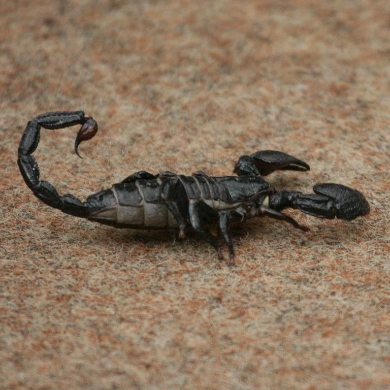 Imperial Scorpion