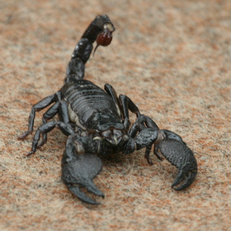 Imperial Scorpion