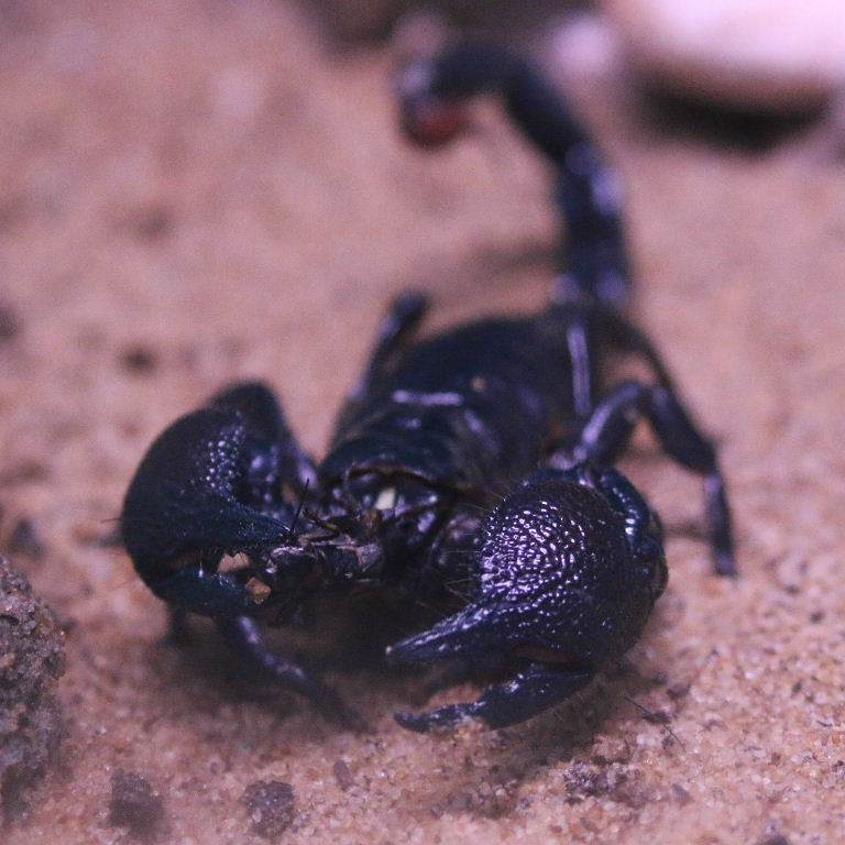 Imperial Scorpion