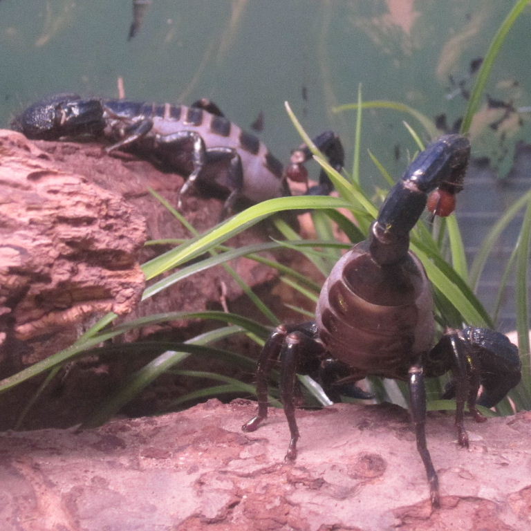 Imperial Scorpion