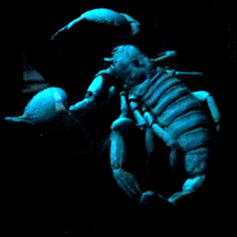 Imperial Scorpion