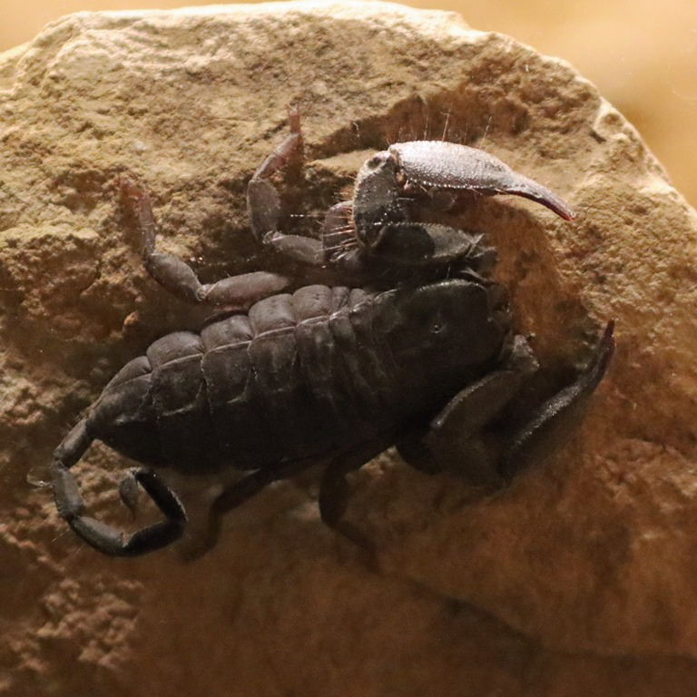 South African Rock Scorpion