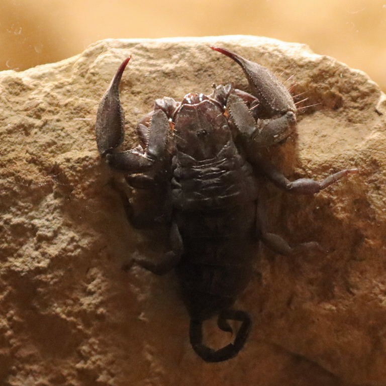 South African Rock Scorpion