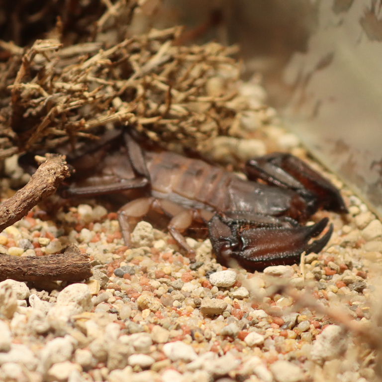 Flat Rock Scorpion