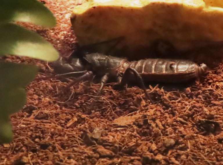 Giant Vinegaroon Whip Scorpion