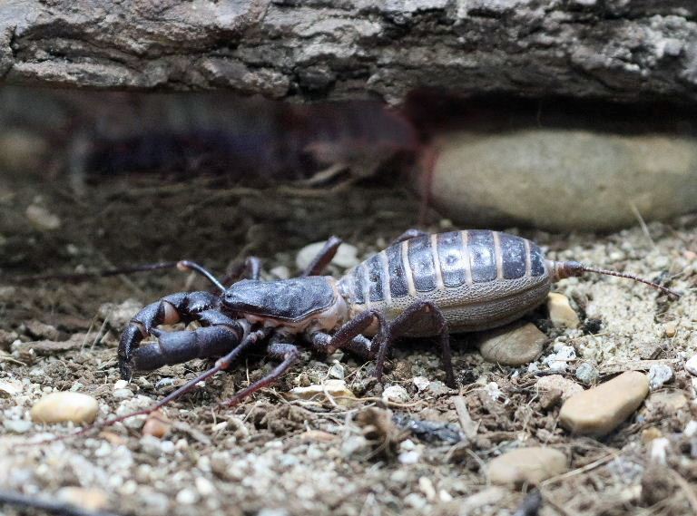 Giant Vinegaroon Whip Scorpion