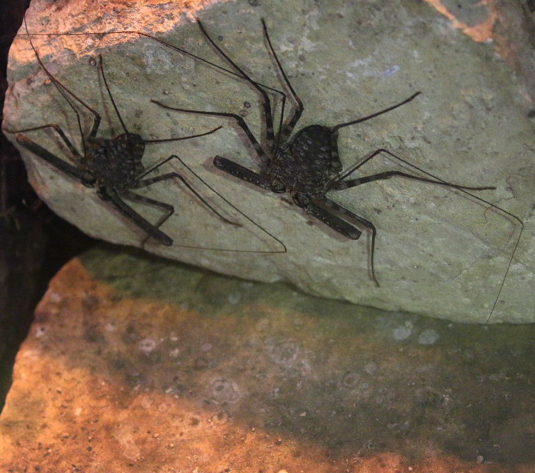 Tailless Whip Scorpion