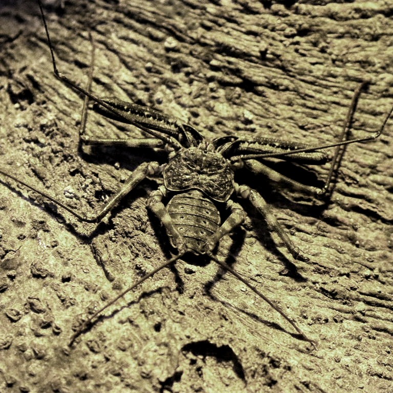 Tailless Whip Scorpion