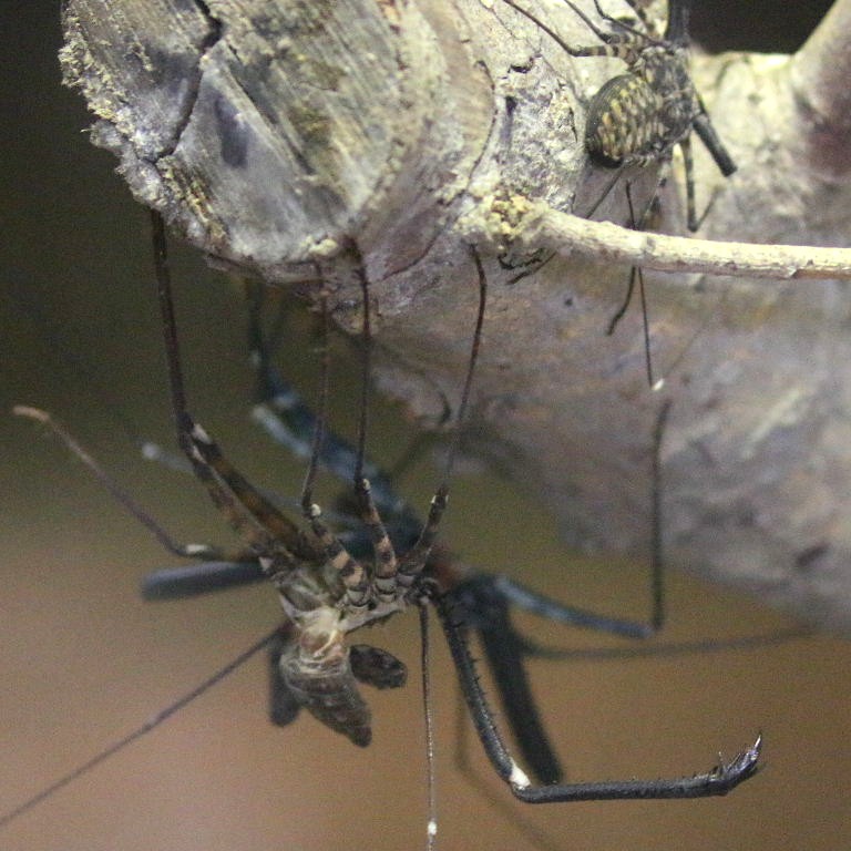 Tailless Whip Scorpion