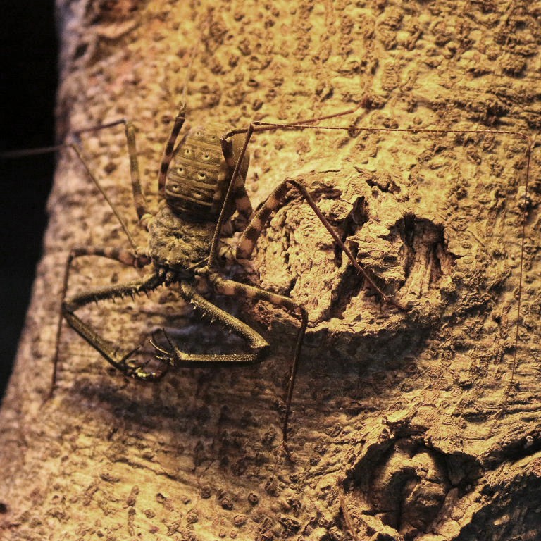 Tailless Whip Scorpion